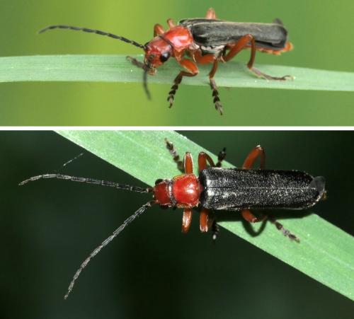 Réf. 256 435 : Ancistronycha violacea